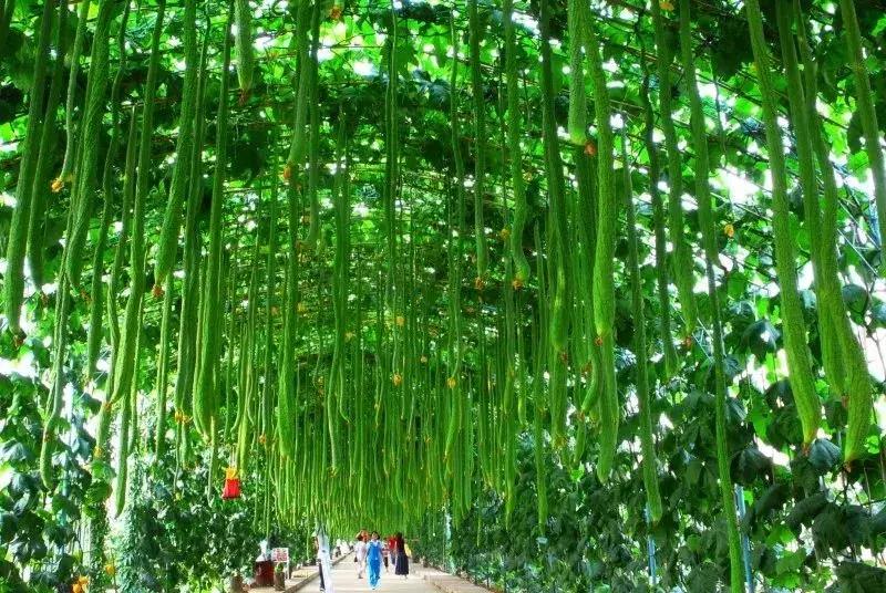 丝瓜最新种植地址探索之旅